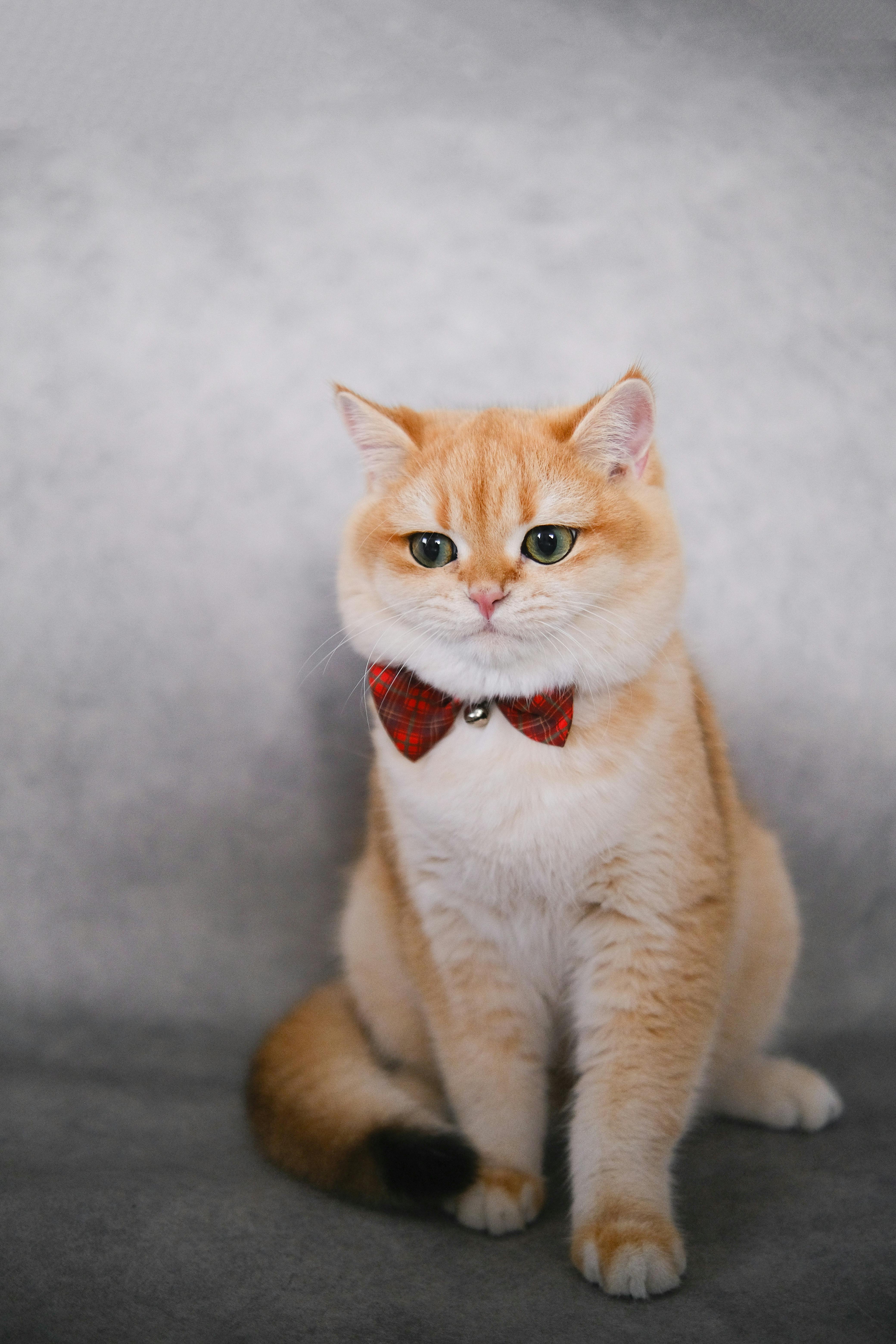 aboutme-cat1
