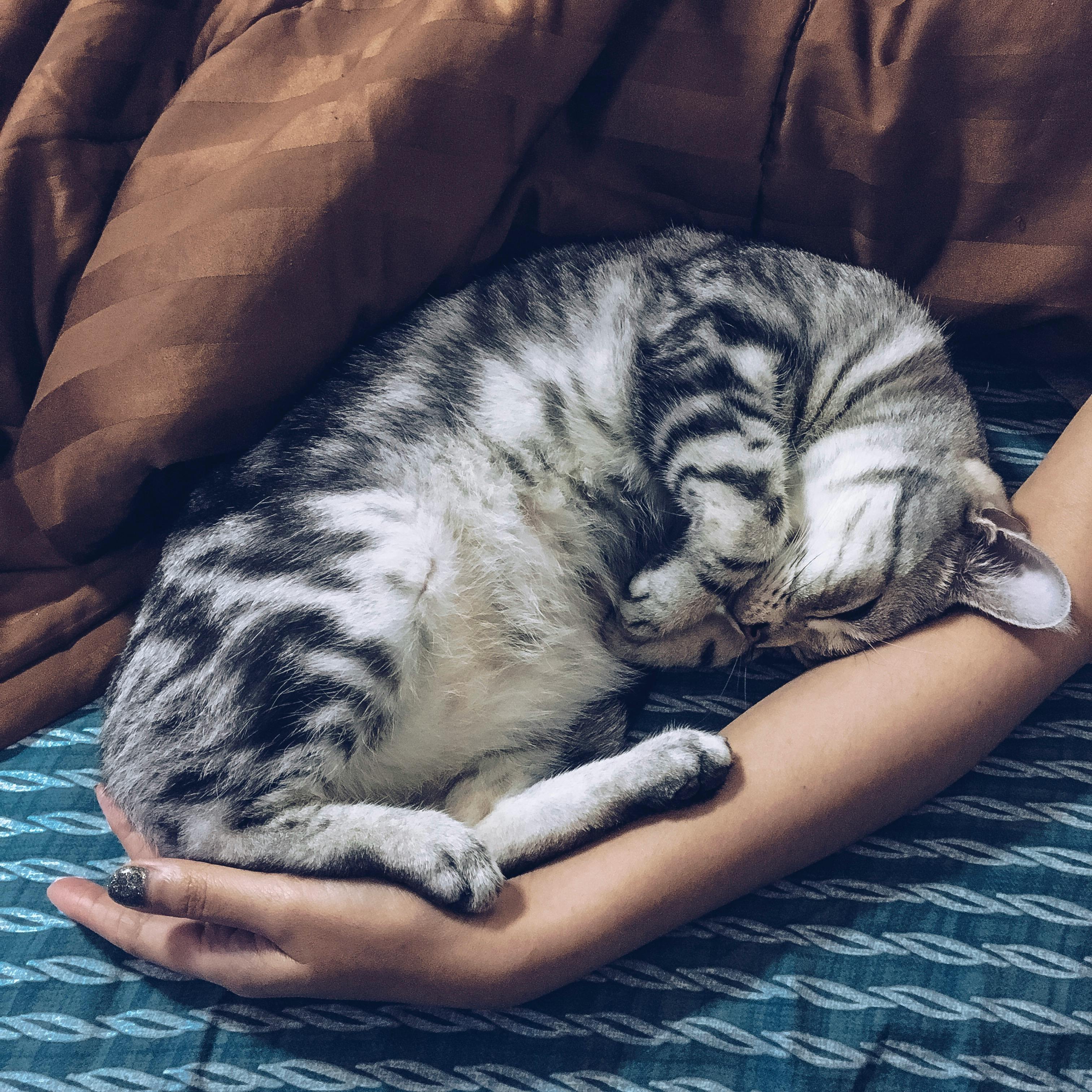 aboutme-cat2