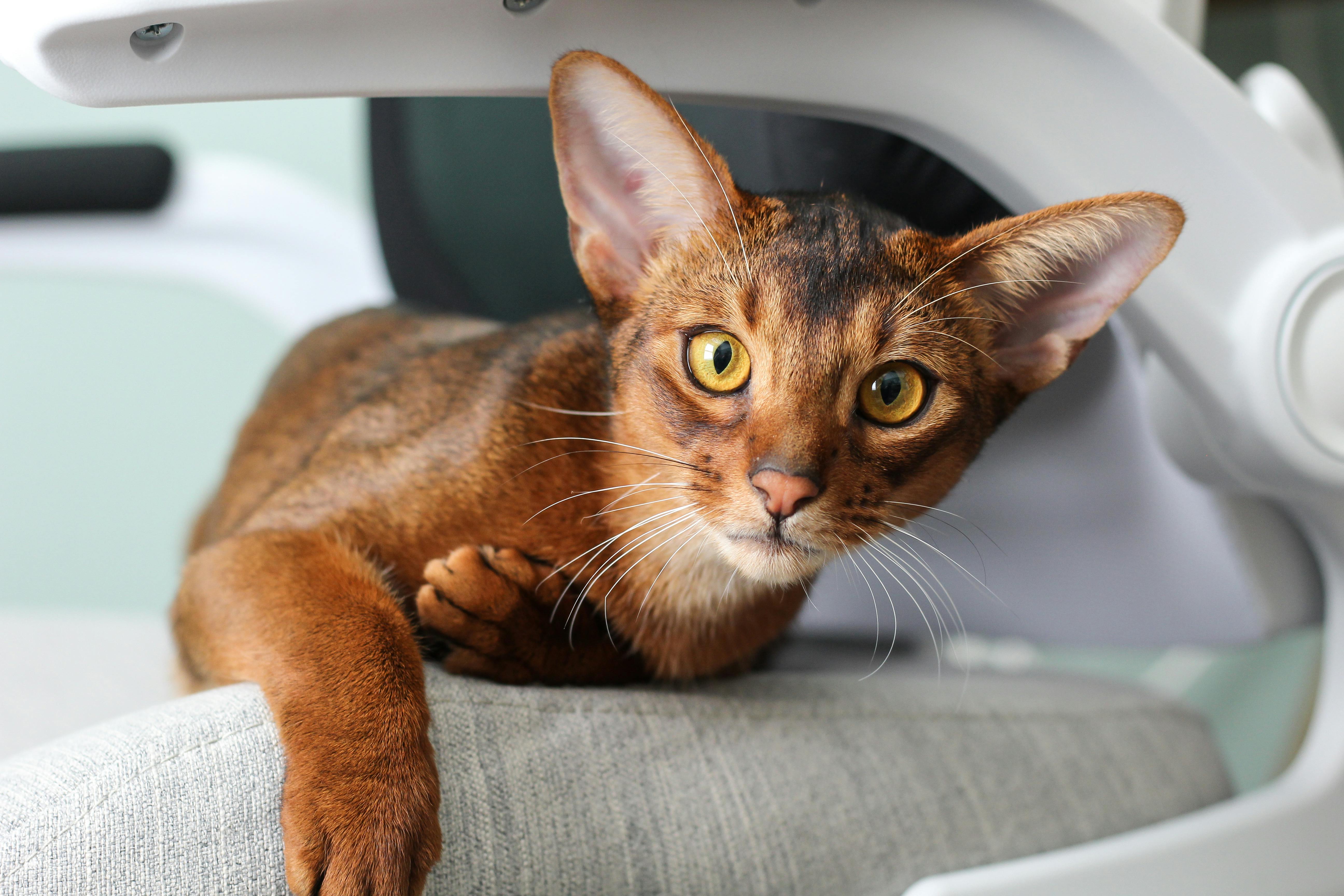 abyssinian-1