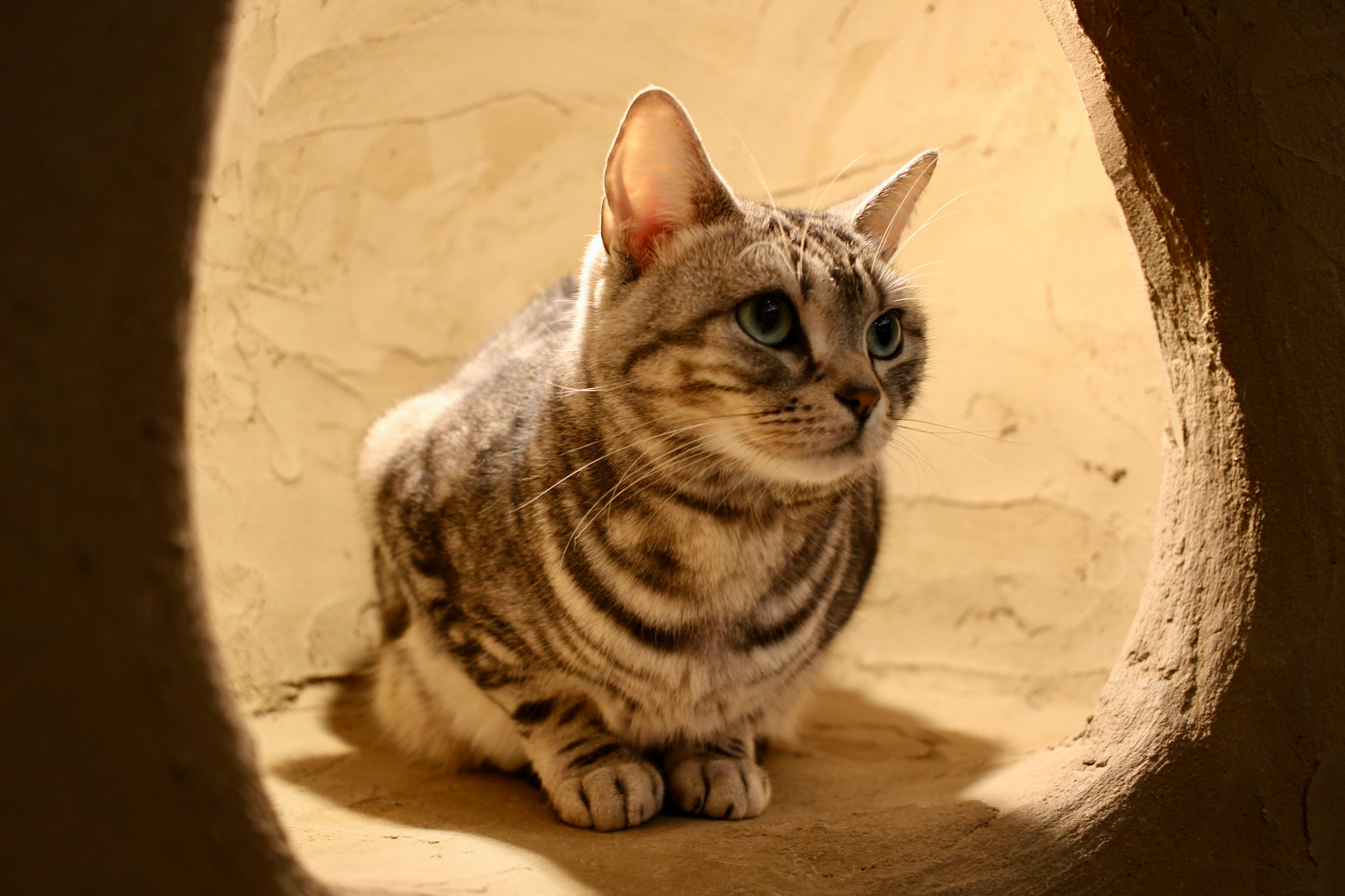 american-shorthair-1