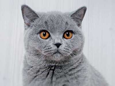 british-shorthair-1