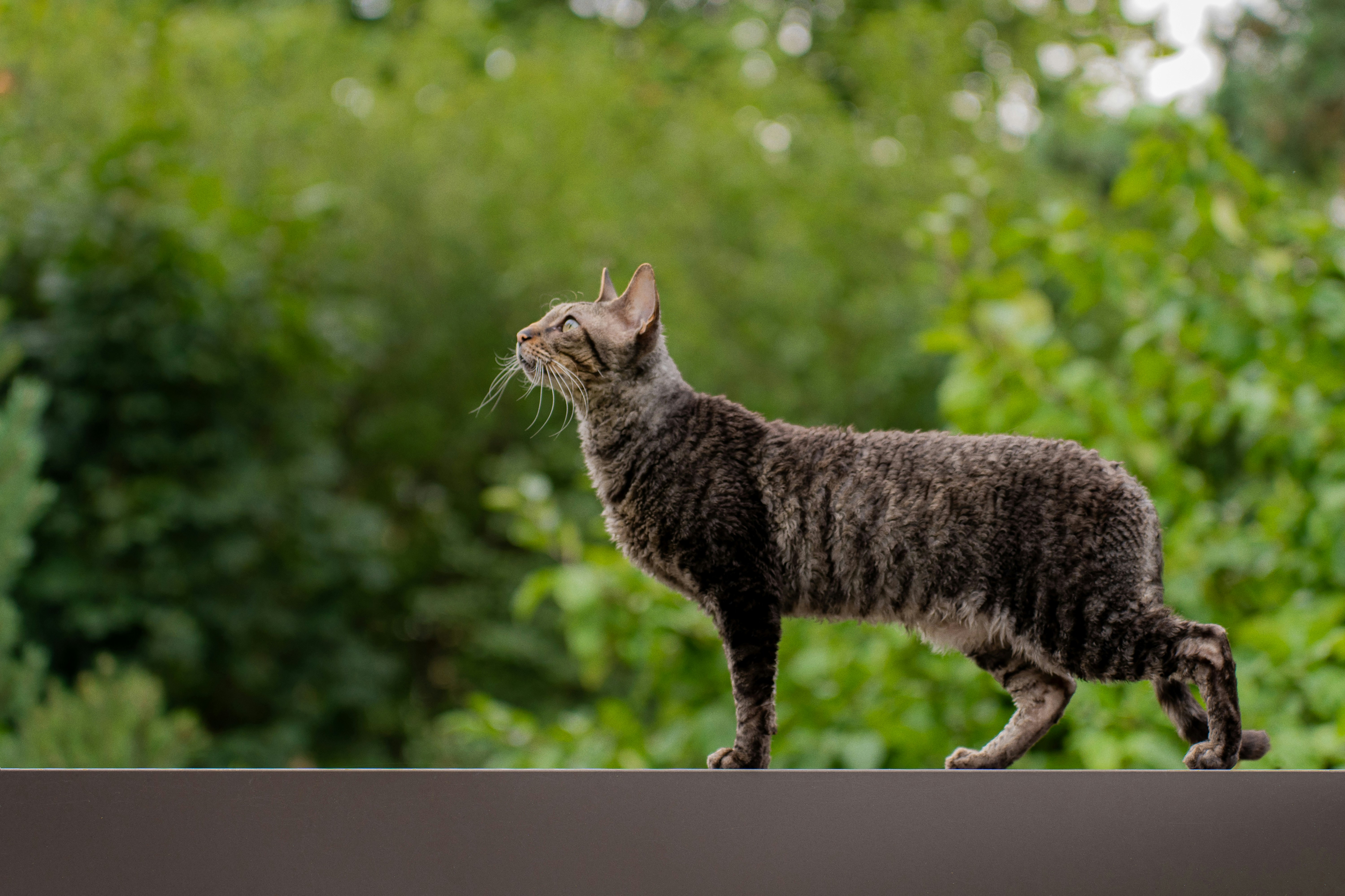 cornish-rex-1