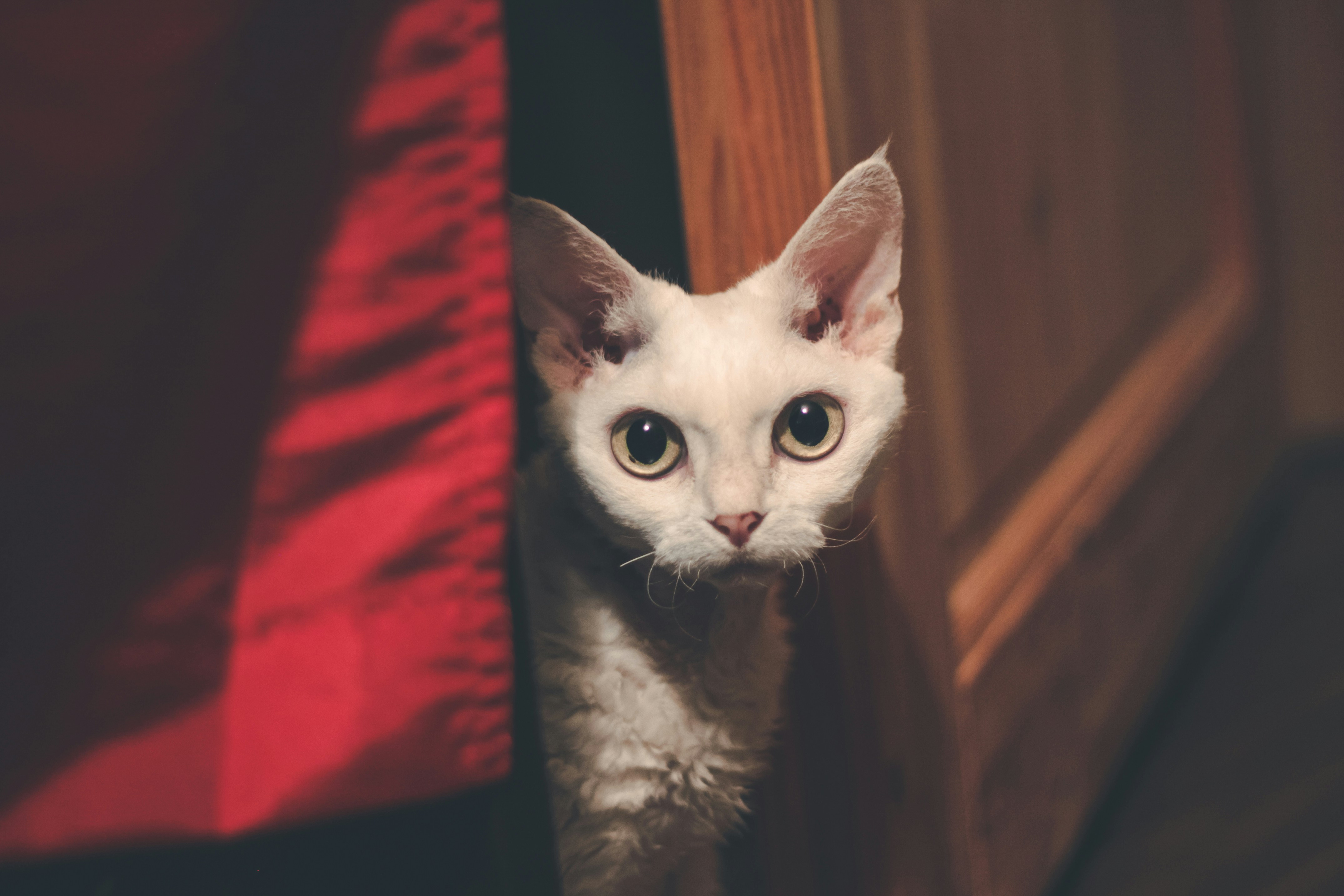 devon-rex-1