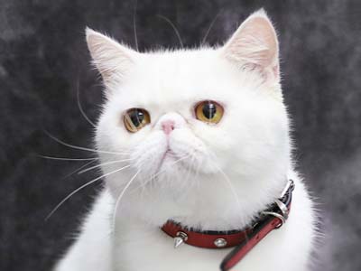 exotic-shorthair-1