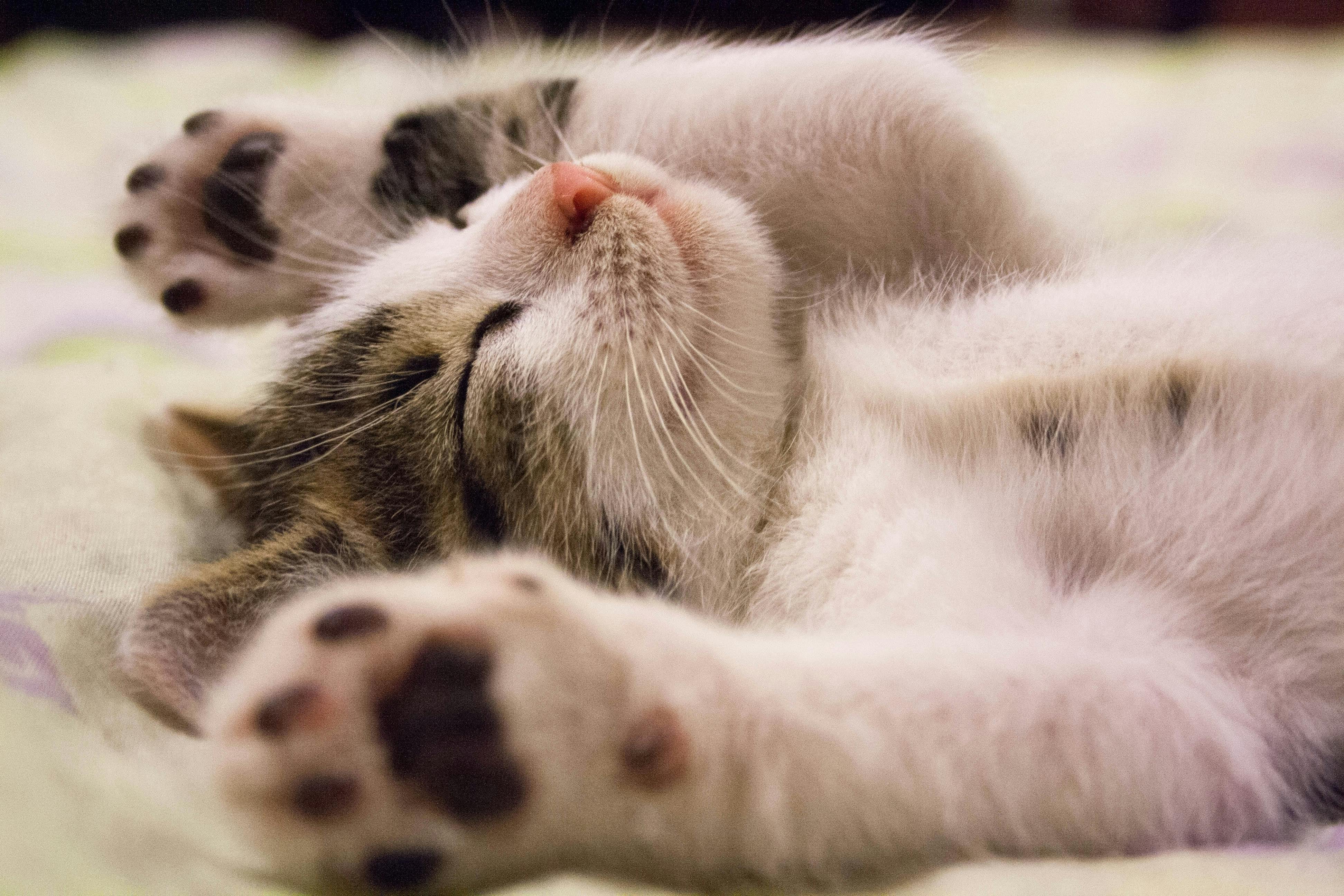 photo of a kitten as background