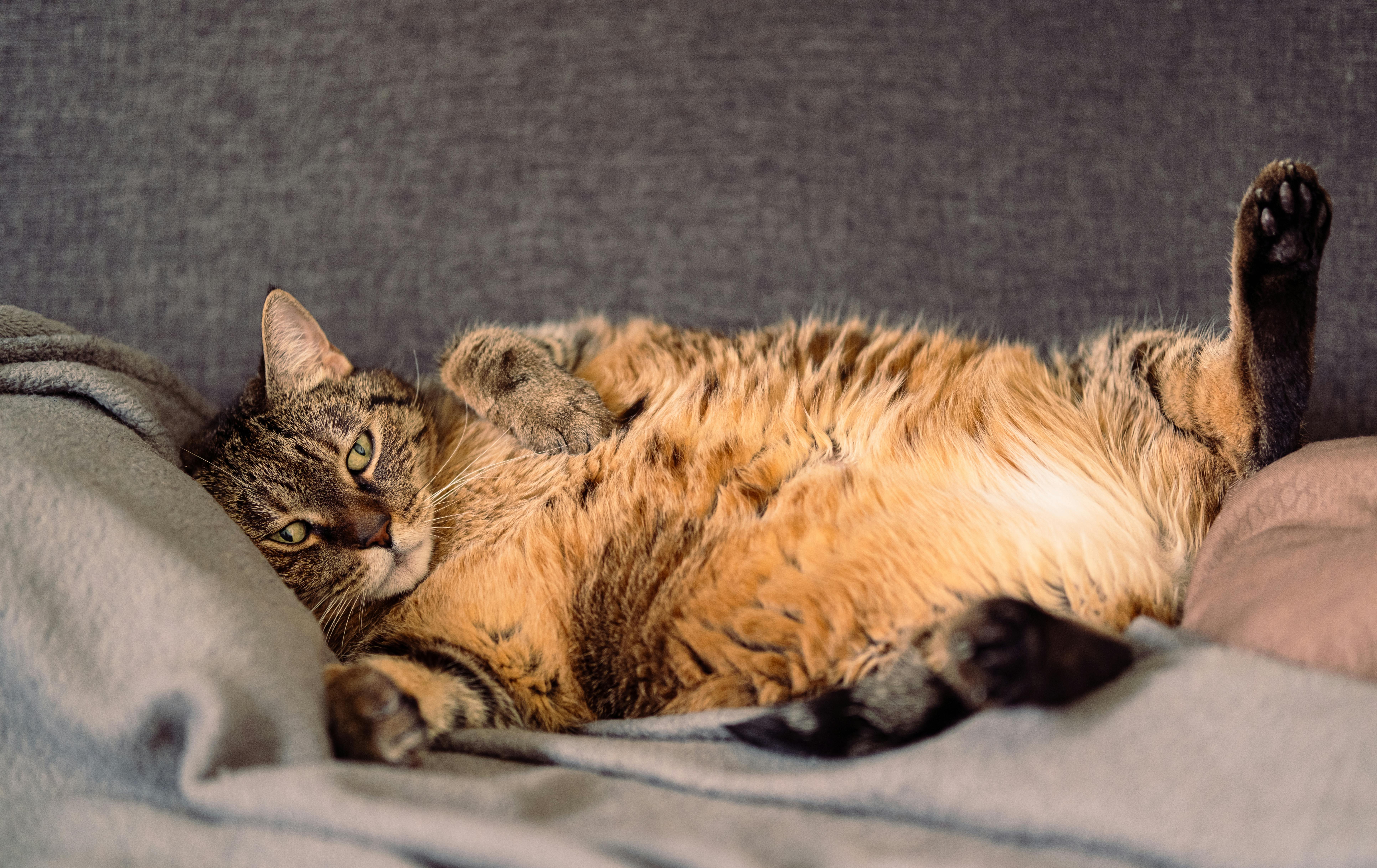 Cat Lying Down