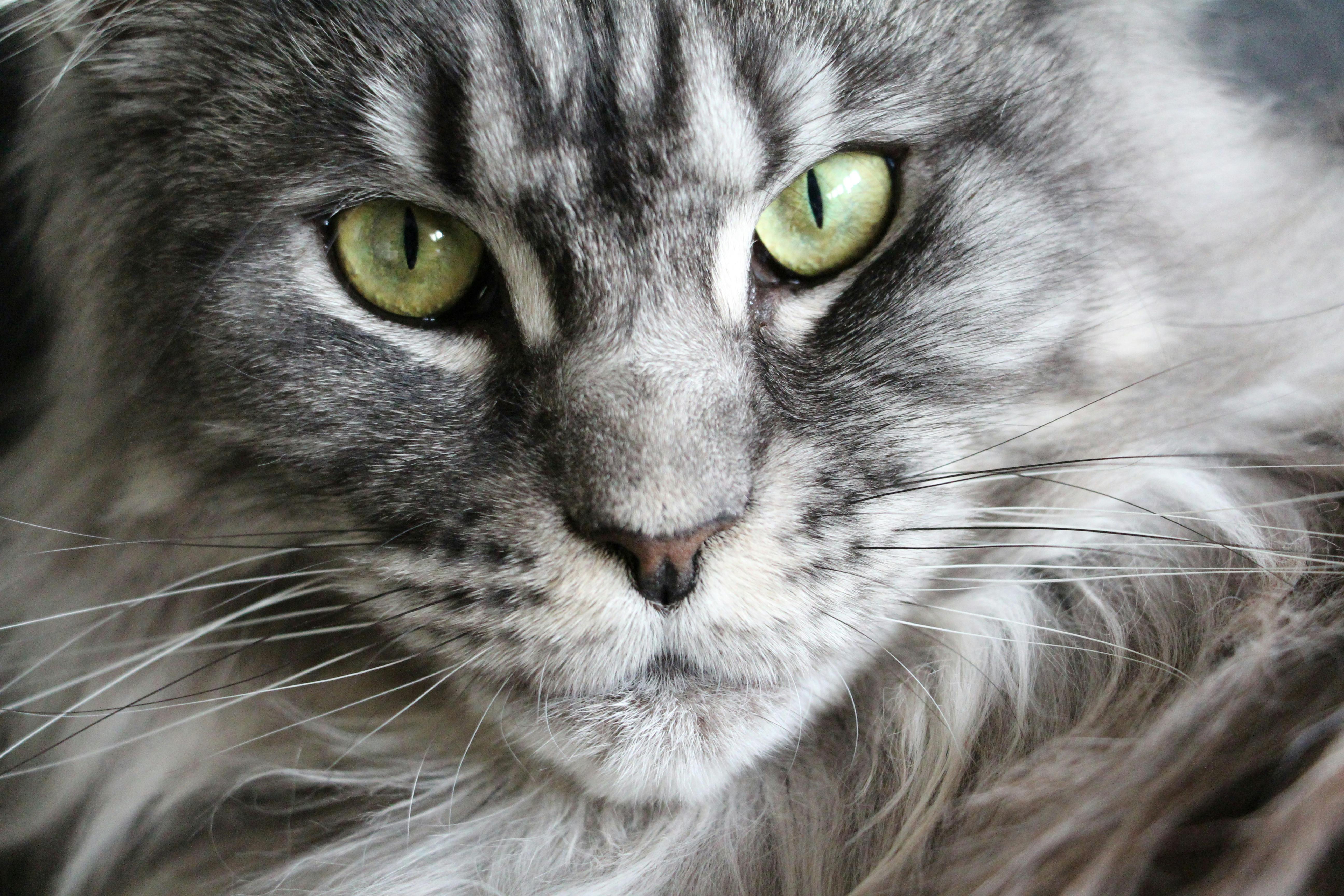 maine-coon-1