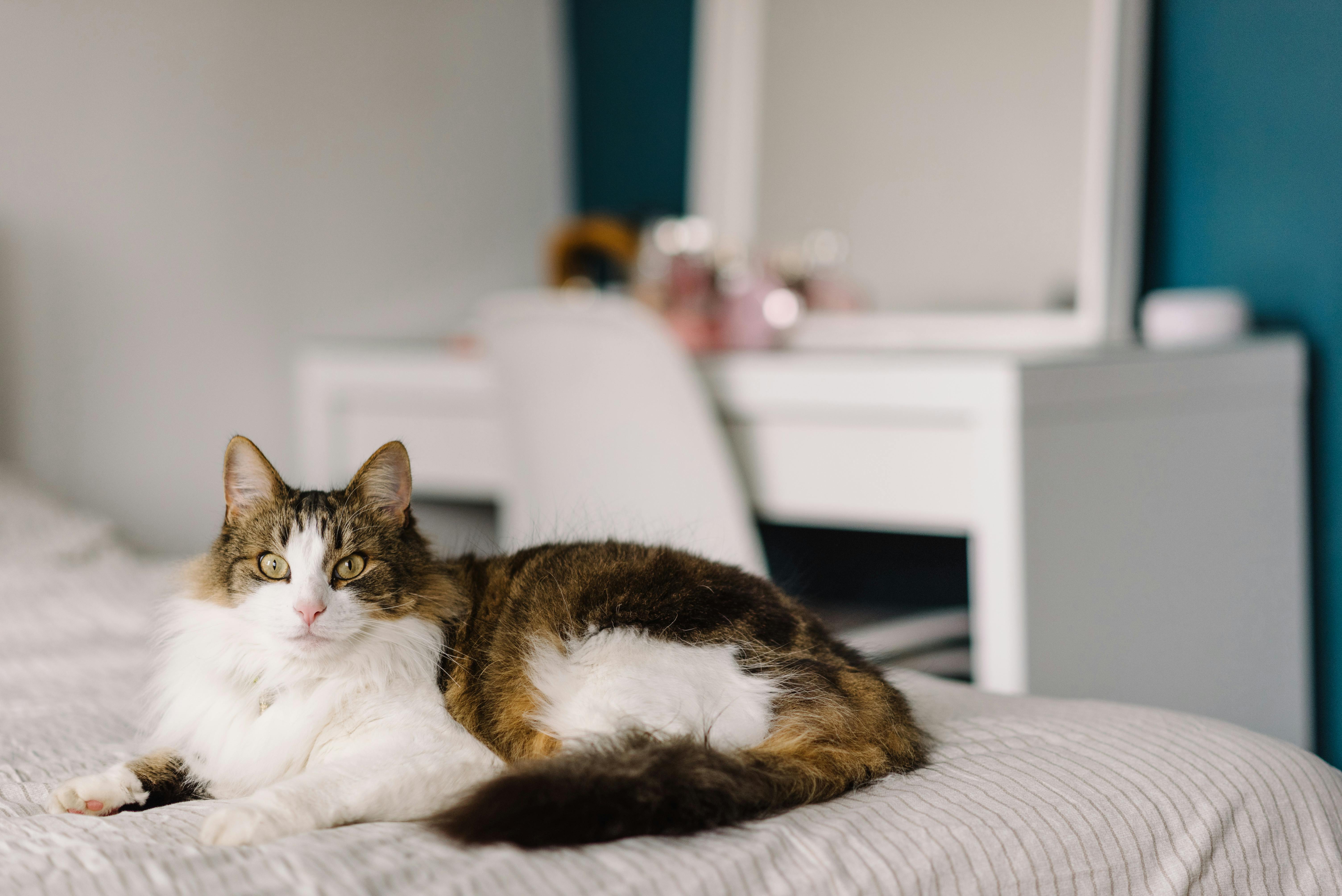 norwegian-forest-cat-1