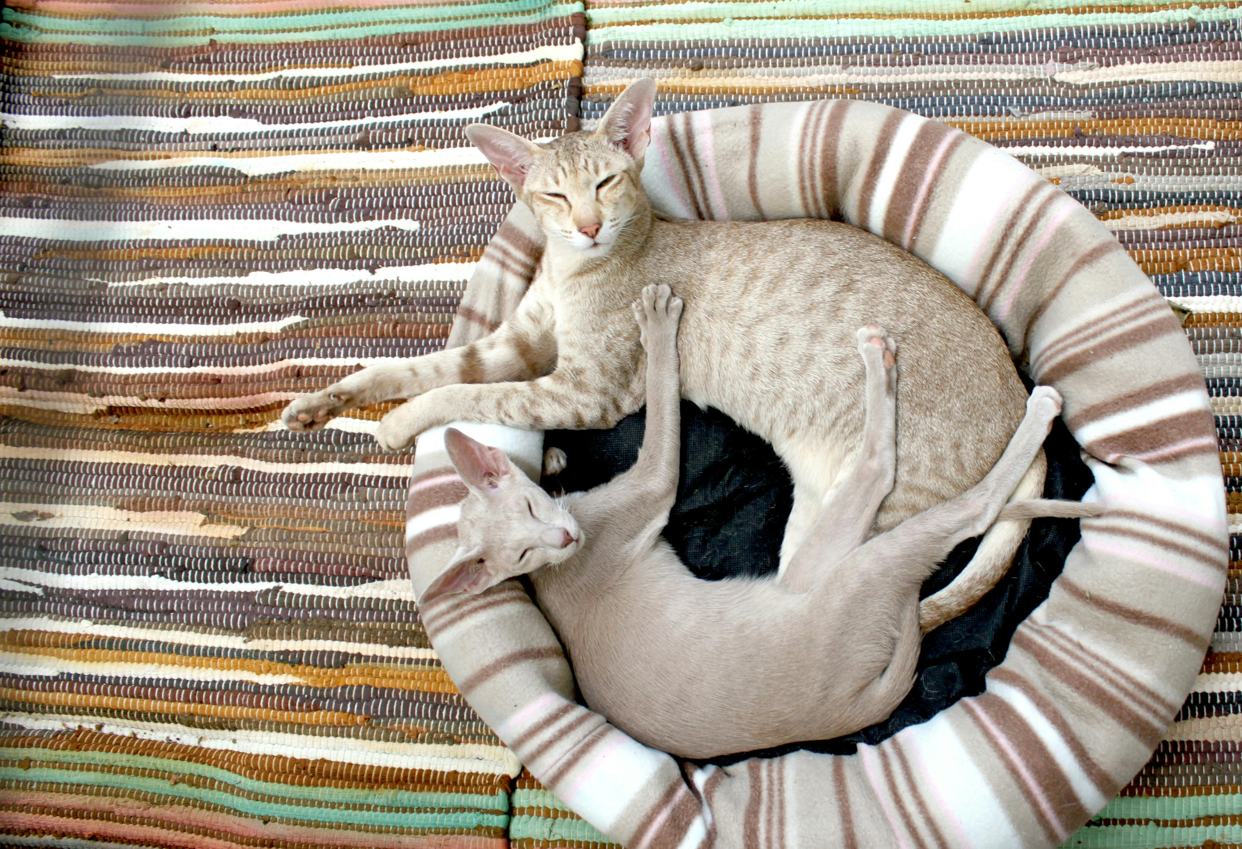 oriental-shorthair-1
