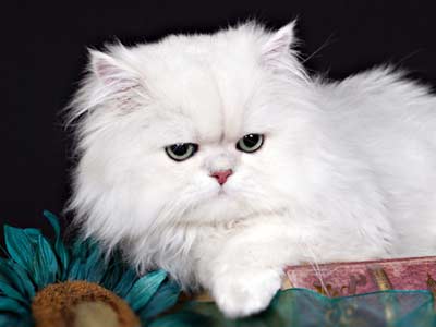 persian-cat-1