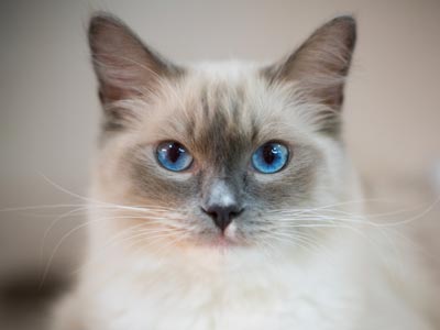 ragdoll-1