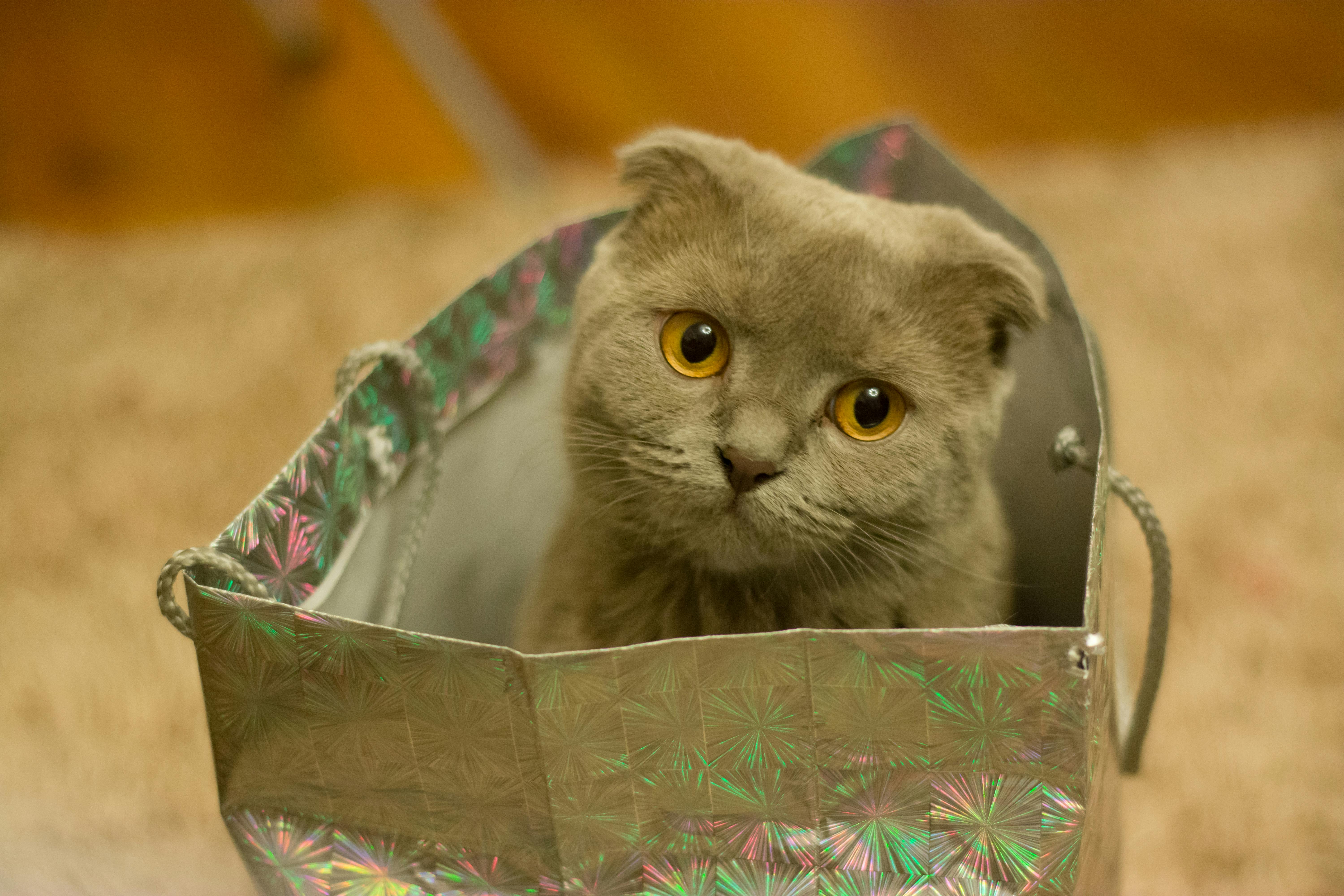 scottish-fold-1