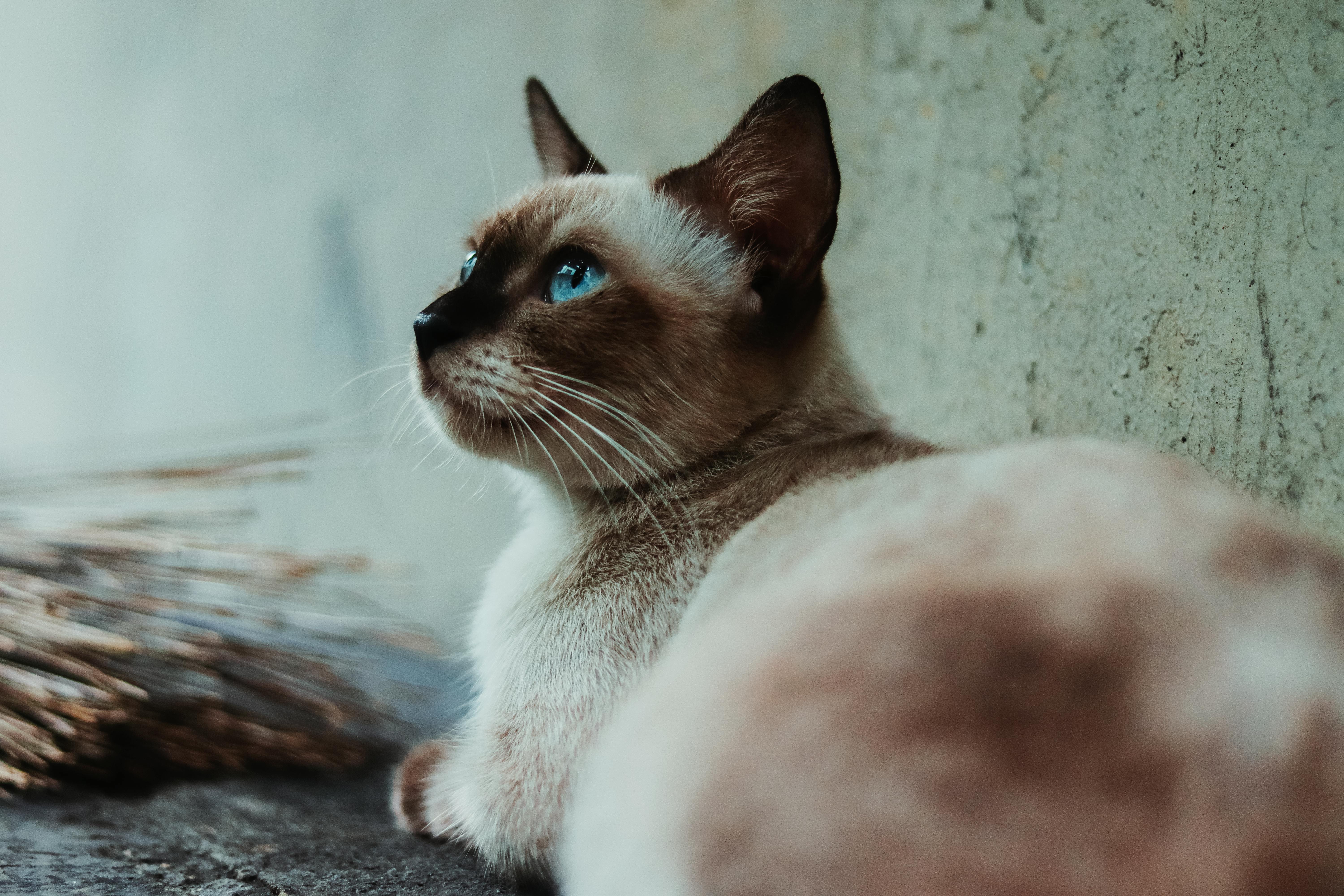 siamese-1