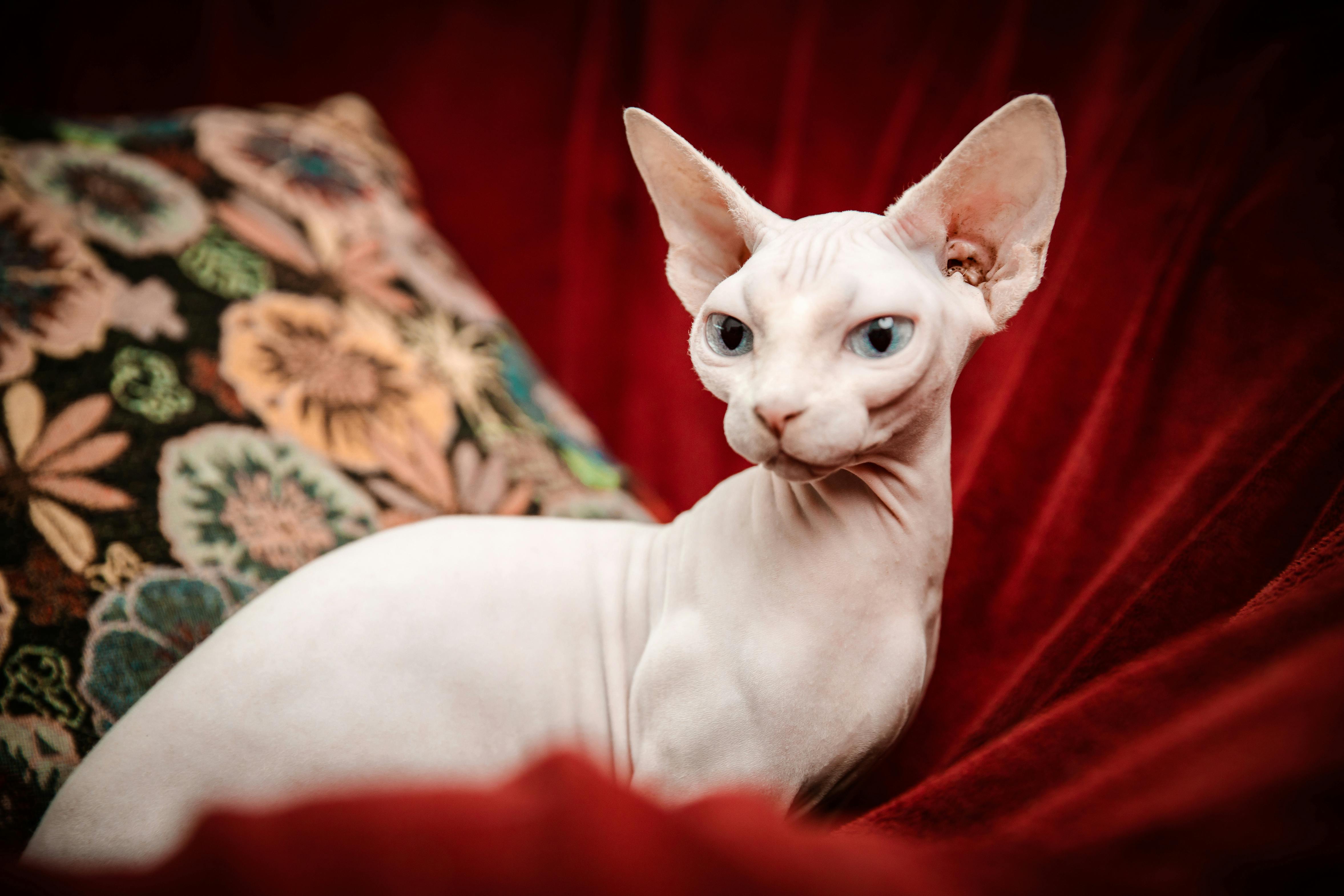 sphynx-1